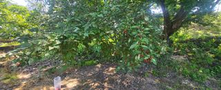 김천.사랑님의 고추 · 영농일지 작성글 사진