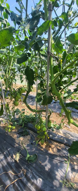 김천.사랑님의 고추 · 영농일지 작성글 사진