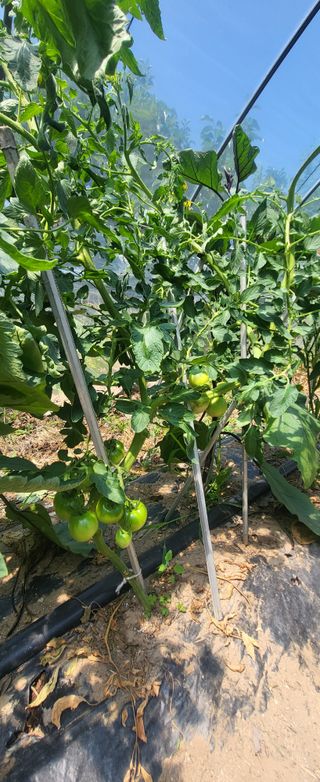 김천.사랑님의 고추 · 영농일지 작성글 사진