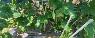 김천.사랑님의 고추 · 영농일지 작성글 사진