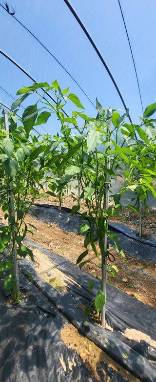 김천.사랑님의 고추 · 영농일지 작성글 사진