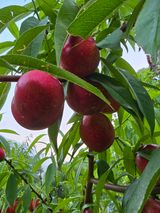 팜모닝 복숭아·자유게시판 게시글 이미지