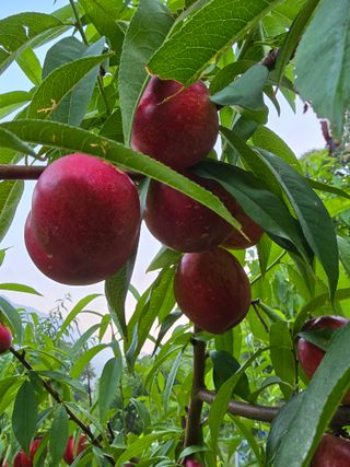 이양호님의 복숭아 · 자유게시판 작성글 사진