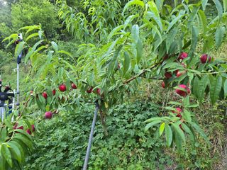 이양호님의 복숭아 · 자유게시판 작성글 사진