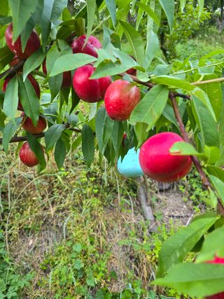 이양호님의 복숭아 · 자유게시판 작성글 사진