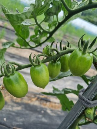 이정식님의 토마토 · 영농일지 작성글 사진