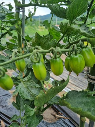 이정식님의 토마토 · 영농일지 작성글 사진