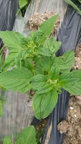 팜모닝 기타작물·병해충상담 게시글 이미지