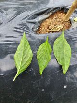 팜모닝 고추·병해충상담 게시글 이미지