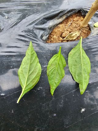 김진영님의 고추 · 병해충상담 작성글 사진