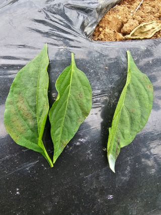 김진영님의 고추 · 병해충상담 작성글 사진