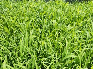 송기순님의 기타작물 · 영농일지 작성글 사진