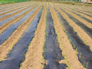 송기순님의 기타작물 · 영농일지 작성글 사진