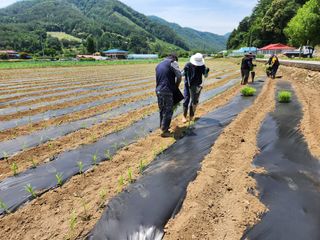 송기순님의 기타작물 · 영농일지 작성글 사진