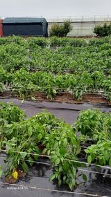 팜모닝 자유주제·자유게시판 게시글 이미지