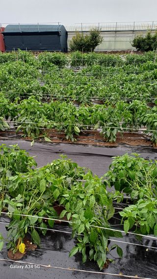 이대옥님의 자유주제 · 자유게시판 작성글 사진