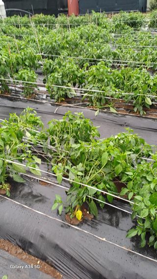 이대옥님의 자유주제 · 자유게시판 작성글 사진