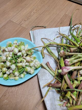 최유진님의 양파 · 영농일지 작성글 사진