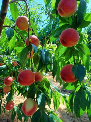 부농이네(이나영)님의 복숭아 · 영농일지 작성글 사진