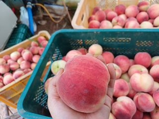 부농이네(이나영)님의 복숭아 · 영농일지 작성글 사진