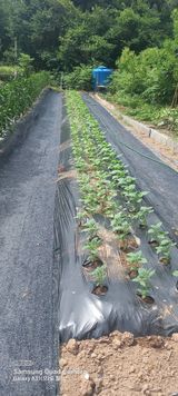 팜모닝 참깨·영농일지 게시글 이미지