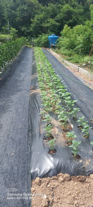 복권님의 참깨 · 영농일지 작성글 사진