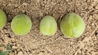 푸른하늘이여님의 복숭아 · 병해충상담 작성글 사진