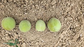 푸른하늘이여님의 복숭아 · 병해충상담 작성글 사진