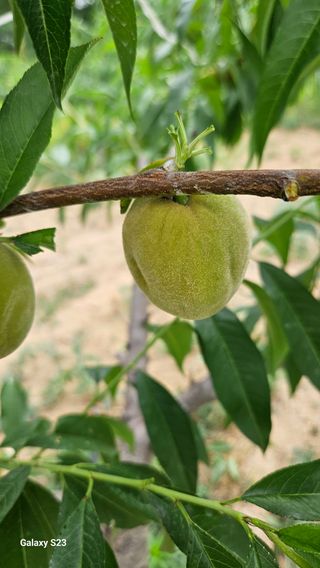 푸른하늘이여님의 복숭아 · 병해충상담 작성글 사진