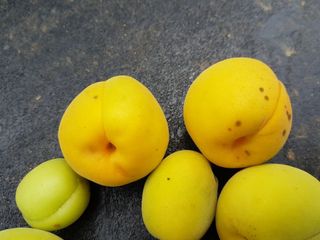 위안농부님의 농사, 무엇이든 물어보세요! · 참여글 작성글 사진