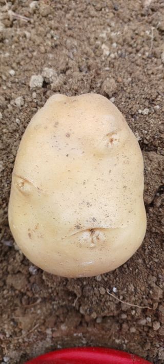 배성창님의 감자 · 영농일지 작성글 사진