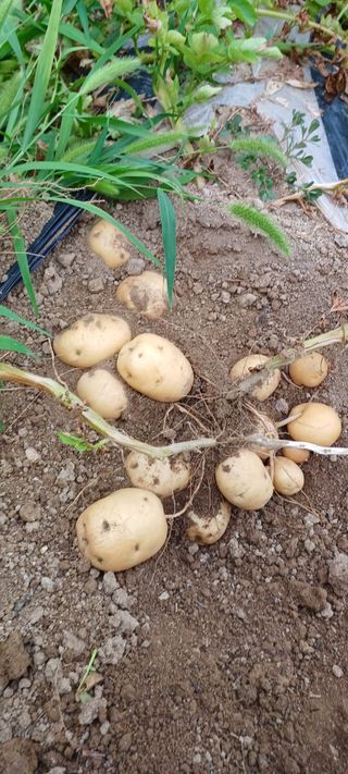 배성창님의 감자 · 영농일지 작성글 사진