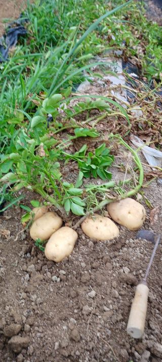 배성창님의 감자 · 영농일지 작성글 사진