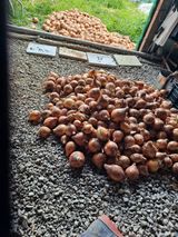 팜모닝 양파·영농일지 게시글 이미지