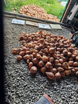 이연주님의 양파 · 영농일지 작성글 사진