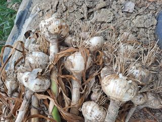 이연주님의 마늘 · 영농일지 작성글 사진