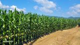 팜모닝 옥수수·영농일지 게시글 이미지