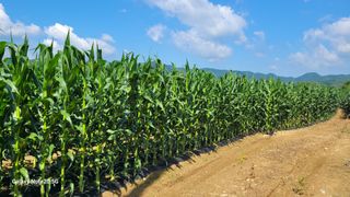 건달 농장(최승혁)님의 옥수수 · 영농일지 작성글 사진