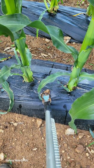 건달 농장(최승혁)님의 옥수수 · 영농일지 작성글 사진