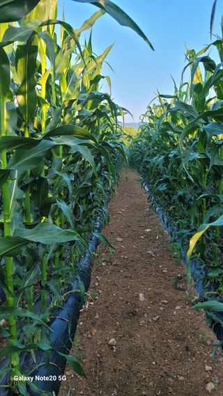건달 농장(최승혁)님의 옥수수 · 영농일지 작성글 사진