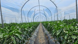 향적농원(정은상)님의 고추 · 영농일지 작성글 사진