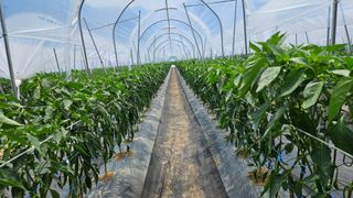 향적농원(정은상)님의 고추 · 영농일지 작성글 사진