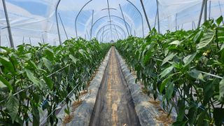 향적농원(정은상)님의 고추 · 영농일지 작성글 사진