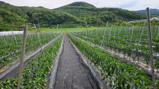 향적농원(정은상)님의 고추 · 영농일지 작성글 사진