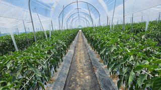 향적농원(정은상)님의 고추 · 영농일지 작성글 사진