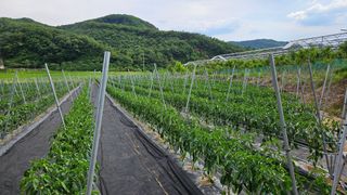 향적농원(정은상)님의 고추 · 영농일지 작성글 사진