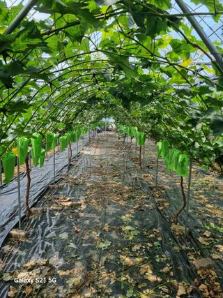 귀농대박님의 자유주제 · 자유게시판 작성글 사진