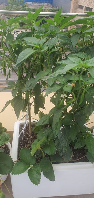 오늘도행복님의 상추 · 영농일지 작성글 사진