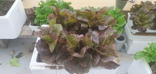 오늘도행복님의 상추 · 영농일지 작성글 사진