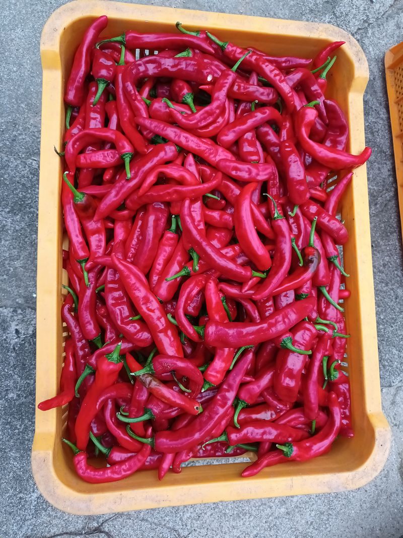 장터 상품 [제가 직접한겁니다 건 고추필요하신분 ~~ 판매합니다.] 썸네일